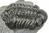 Phacopid (Adrisiops) Trilobite - Jbel Oudriss, Morocco #251657-3